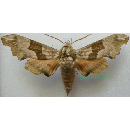 Mimas tiliae (Linnaeus, 1758) Nastrosz lipowiec Poland1n